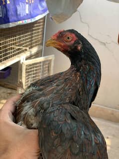 aseel hens