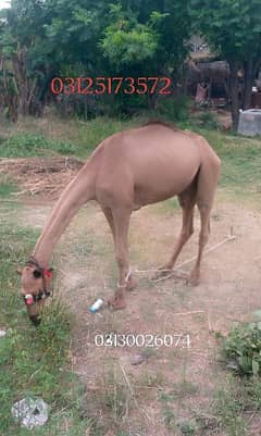 Camel for sale Contact 03125173572/03130026074