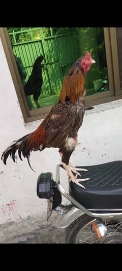 Long highted patha 03421201075