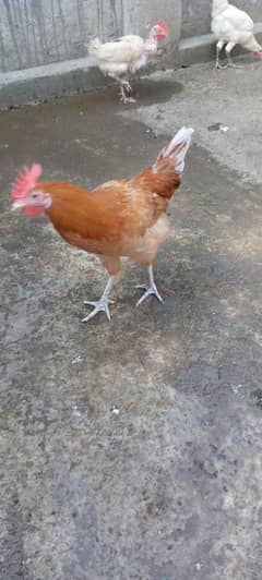golden murgy