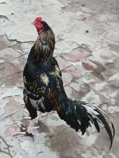 aseel mianwali