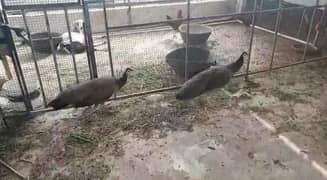 2 pairs peacock