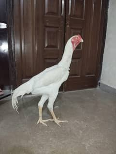 white o shamo pair full active and healthy