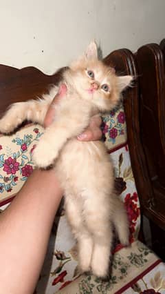 Cat persian