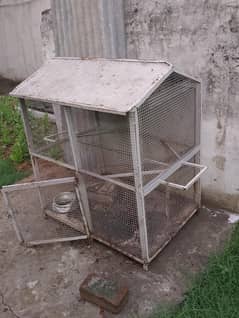 Hen