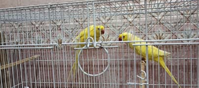 Yellow ring neck breeder pair