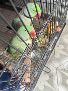 Raw parrot