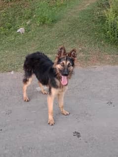 German