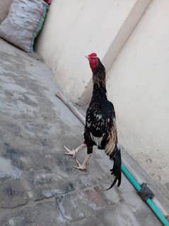 aseel patha for sale location mianwali city