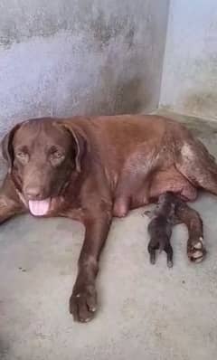 Pedigree chocolate female