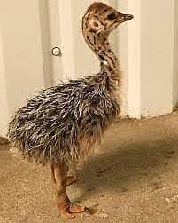 ostrich chiks availible