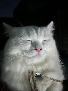 2 years old female Persian cat and kitten 3 months female