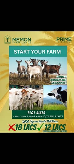 Cattle