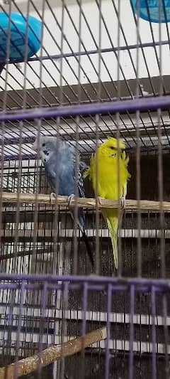 Hogoromo Pair