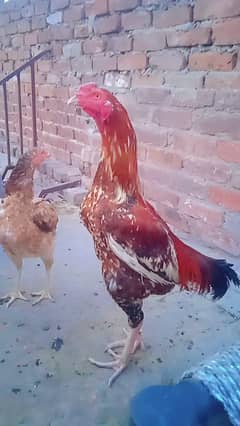 aseel murga age 15month aseel lakha young murga