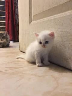 White Persian kitten for sale