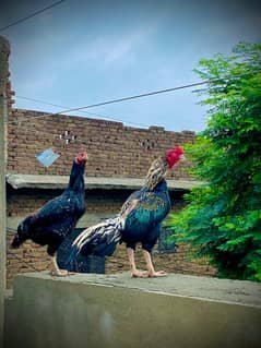 heavy breeder pair