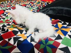 Kitten pair for Urgent Sale