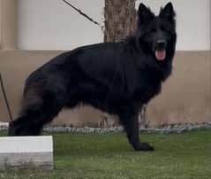 Pedigree