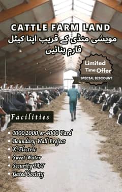 Cattle