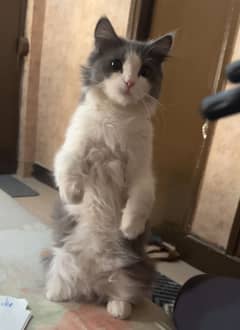 Persian