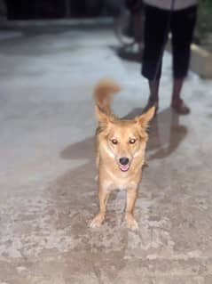 Russian female dog for sale