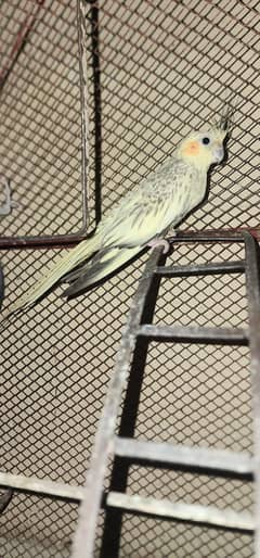 Different birds with different prices