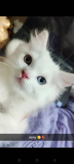 Persian cat with kitten
