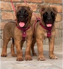 king Turkish kangal dabal hadi ful havey bone security dogs for sale