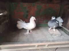 Luckey kabooter pair for sale
