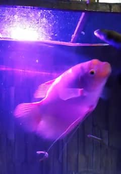Albino