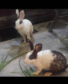 Rabbits pair available male female