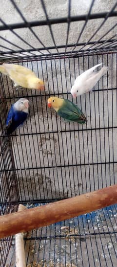 love birds