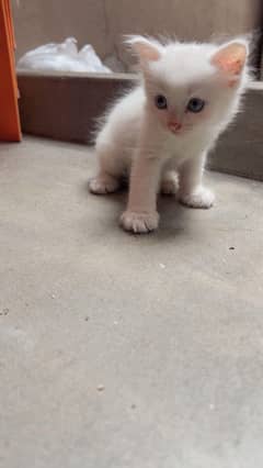 baby cat