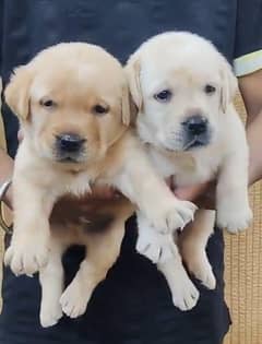 British Labrador Puppy