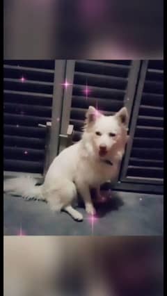 Dog