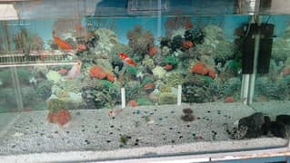 aquarium for sale