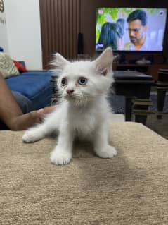 Persian kittens for sale