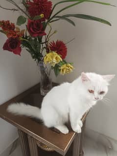 Cats pair for sale in lahore ( banker's avenue cooperative society)