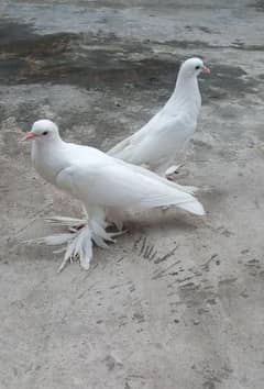 Pemorian