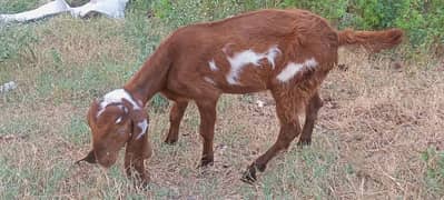 Pure Amritsari Beetal Male Kid Self || Bakra ka Bacha || 4 Month+ Age