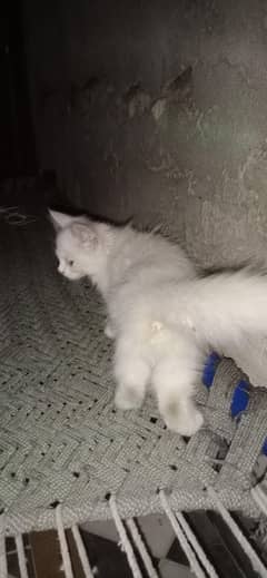 Persian Cat