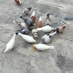 All