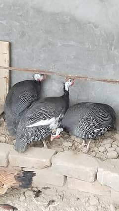 titry chakore jangli murgi
