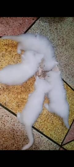 triple coated kittens