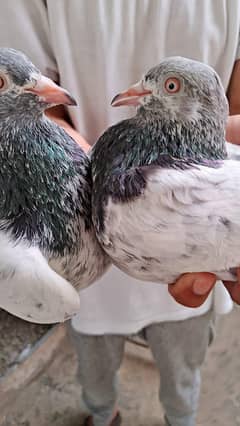 breeding pair for sale
