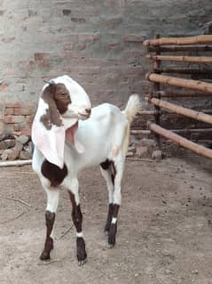 Abluck Beauty