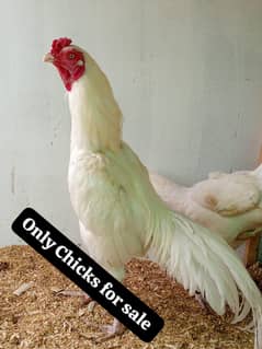 Aseel Heera  | Hera | Aseel chicks | Heera Murga | Hen | Muskha Chicks
