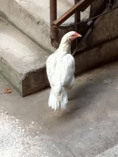 heera