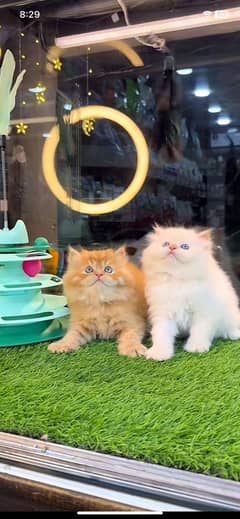 Parsian kittens